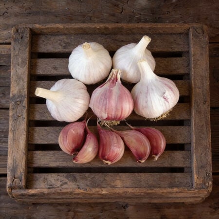 Chesnok Red, Garlic Seed - 1/4 Pound image number null